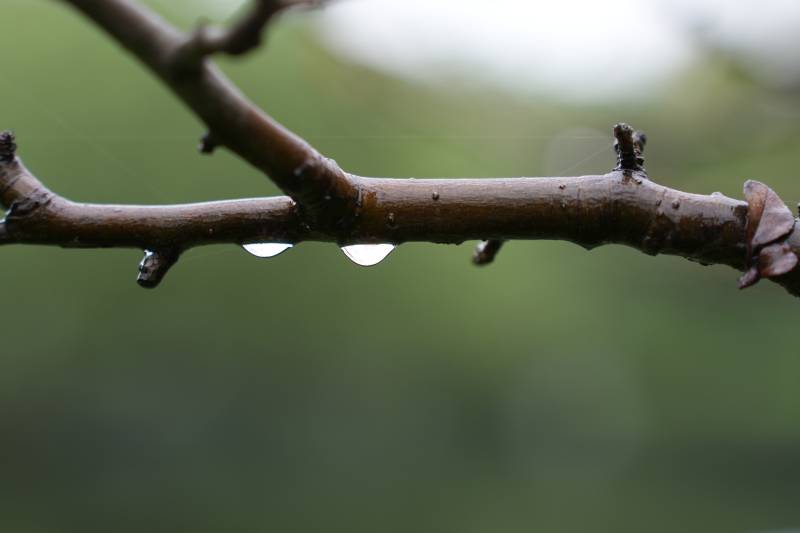 雨后枝头滴水珠图片