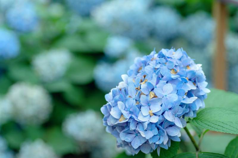 蓝色绣球花的美丽瞬间图片