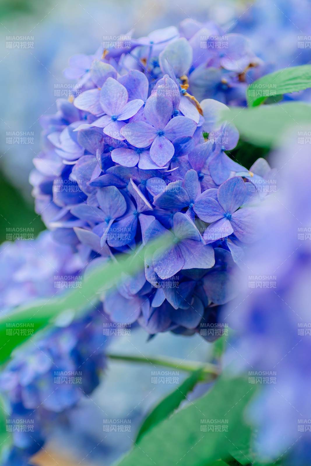 紫色绣球花的美丽瞬间图片