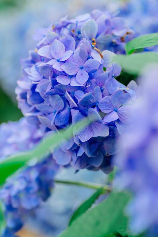 紫色绣球花的美丽瞬间图片