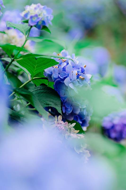 蓝紫色绣球花的柔美瞬间图片