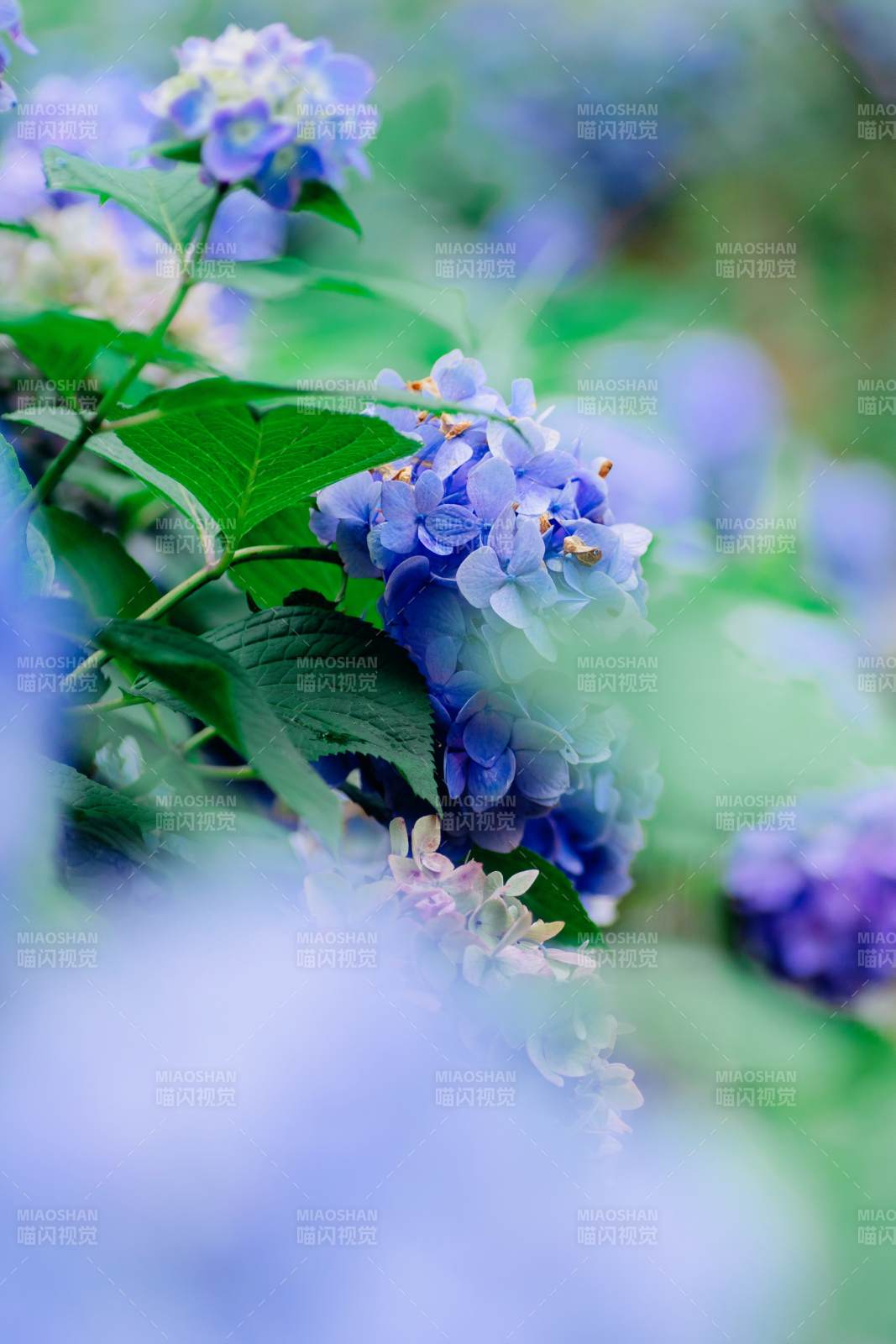 蓝紫色绣球花的柔美瞬间图片