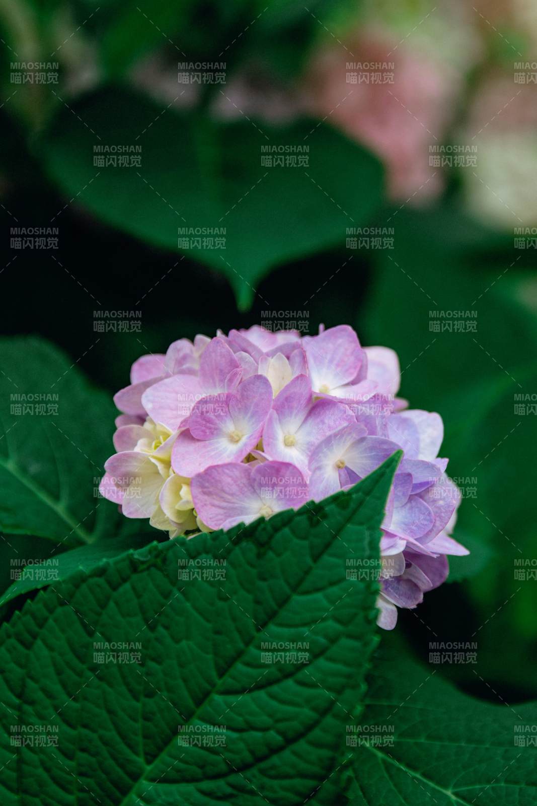 粉色绣球花与绿叶相伴图片