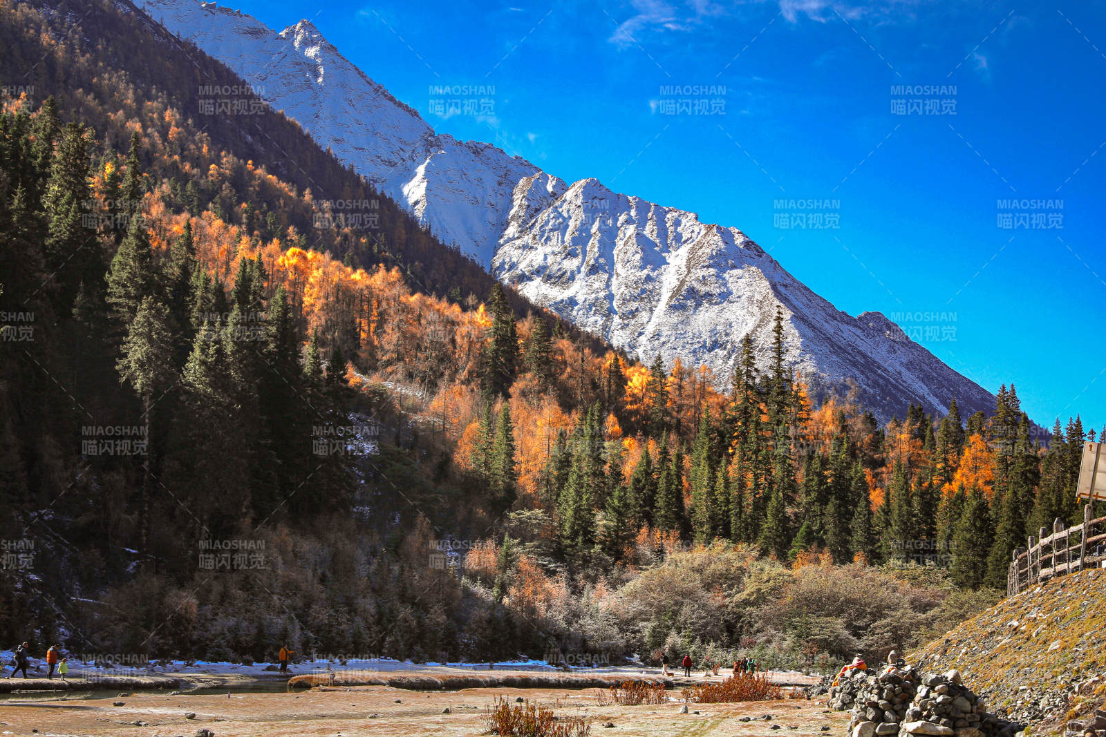 雪山秋色 林间美景 理小路图片