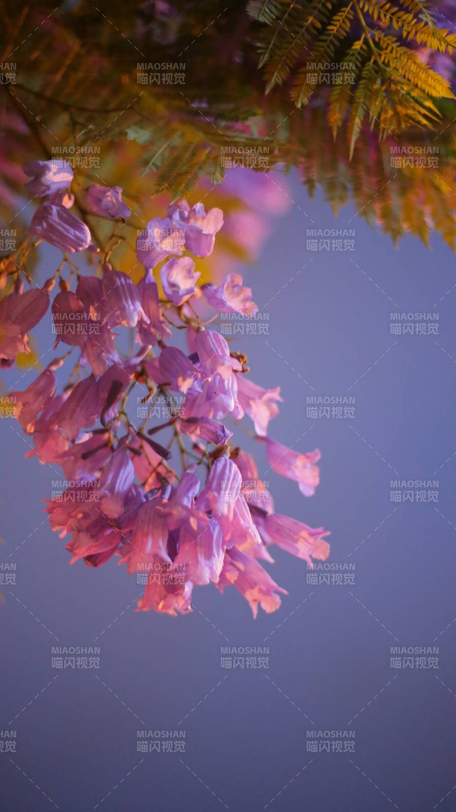 紫藤花开 春意浓情图片