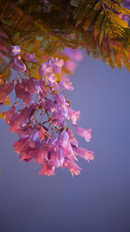 紫藤花开 春意浓情图片