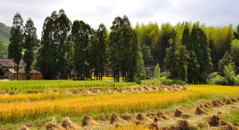 稻田丰收 竹林环绕图片
