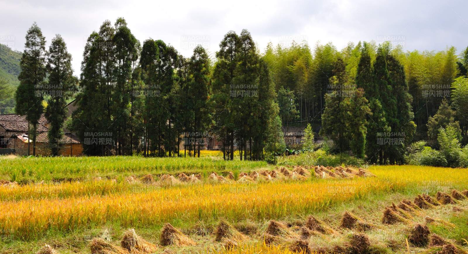 稻田丰收 竹林环绕图片