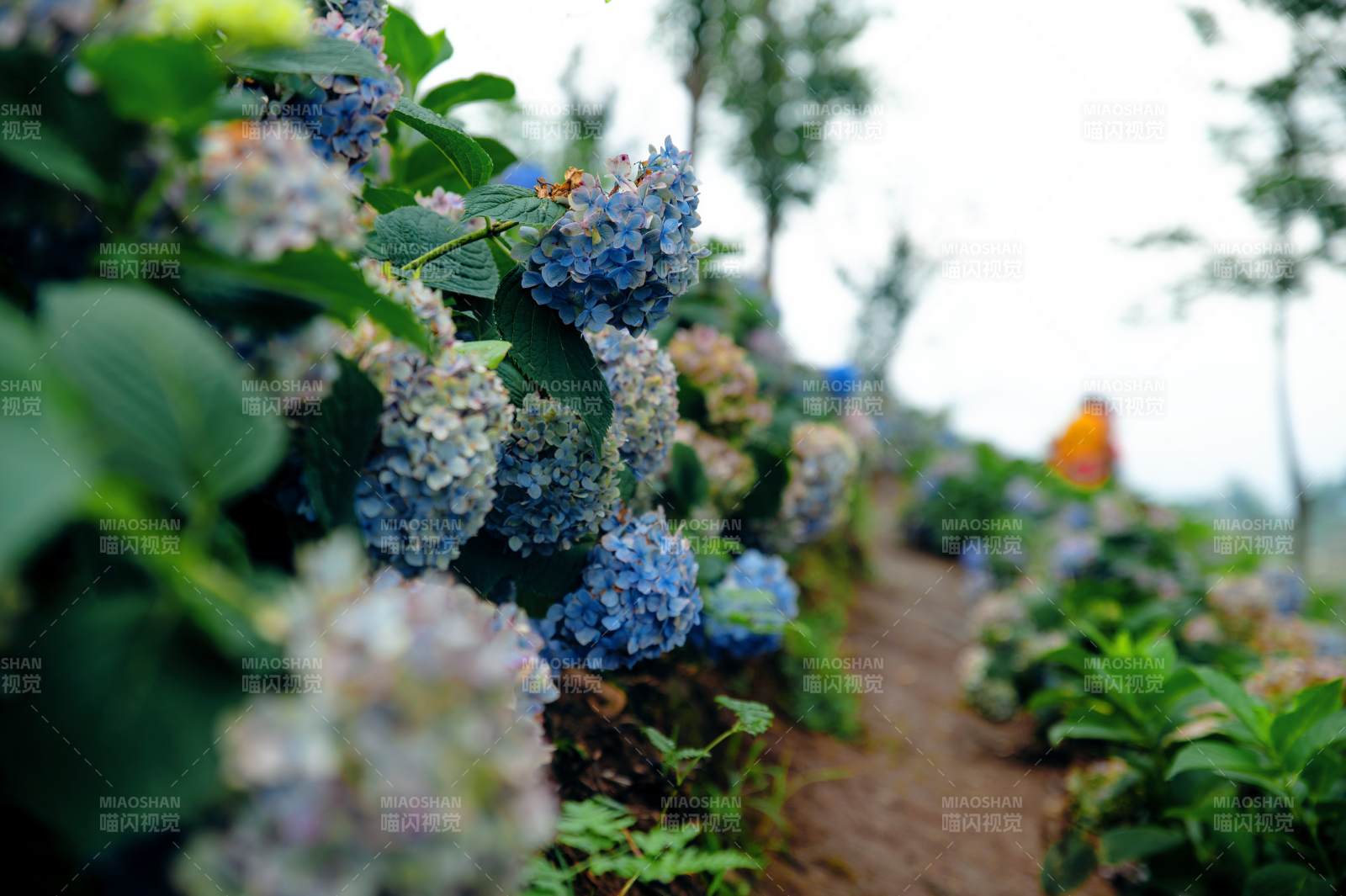 蓝紫色绣球花田小径图片