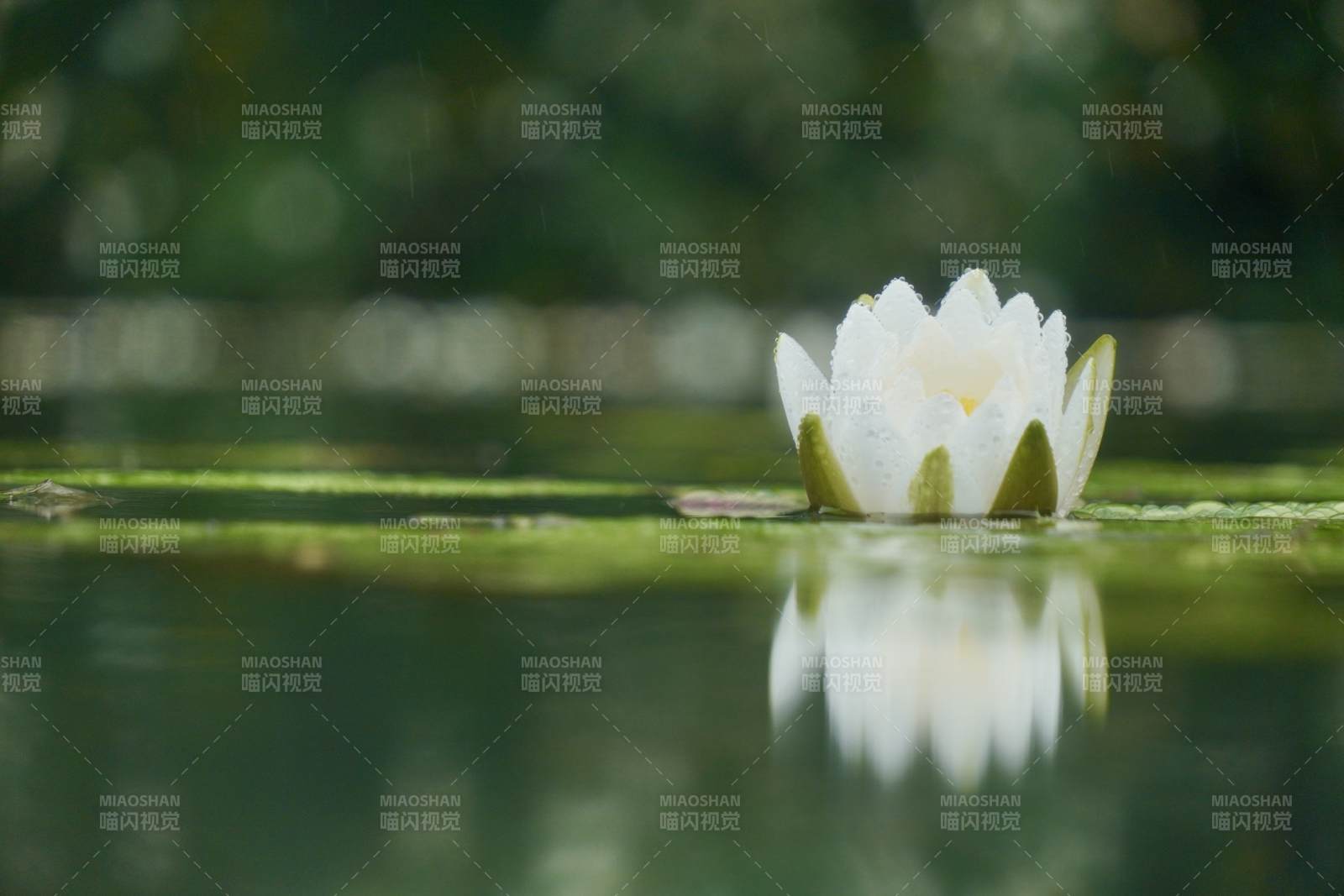 静谧湖面 白莲绽放图片