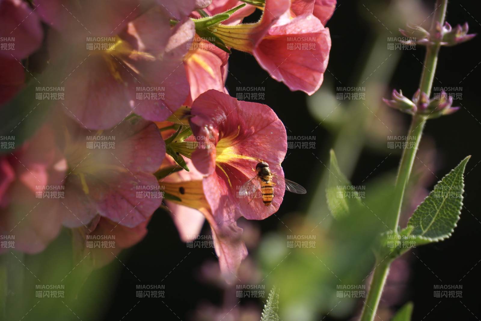 蜜蜂采蜜花间舞图片