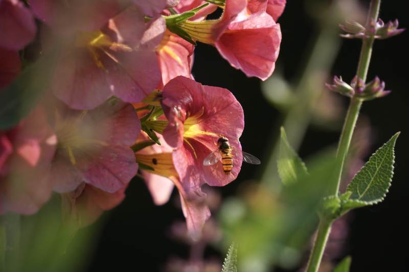 蜜蜂采蜜花间舞图片