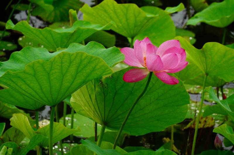 荷花盛开 绿叶相伴图片