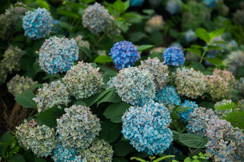 蓝紫色绣球花丛特写图片