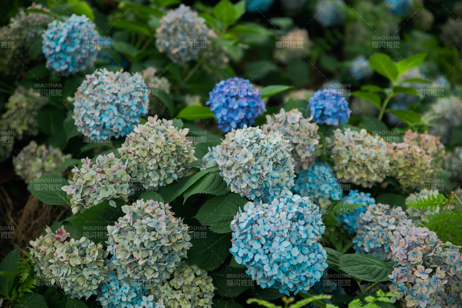 蓝紫色绣球花丛特写图片