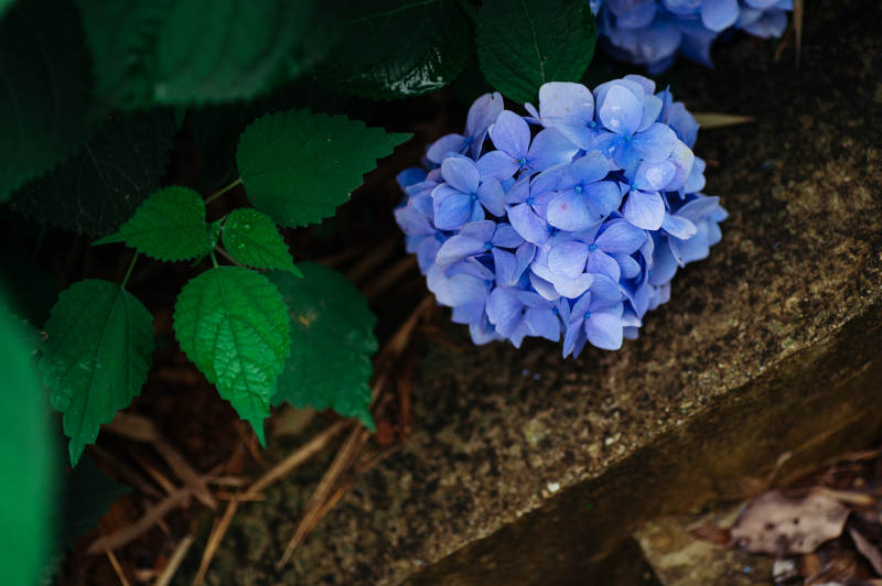 蓝紫色绣球花与绿叶相伴图片