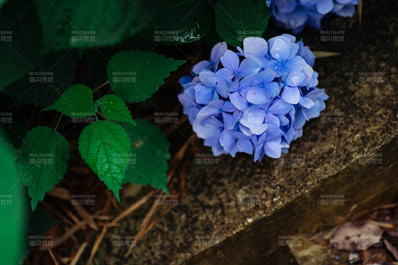 蓝紫色绣球花与绿叶相伴图片