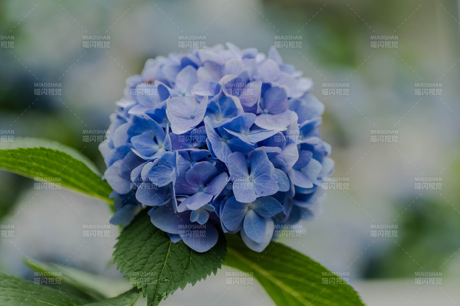 蓝色绣球花的美丽瞬间图片