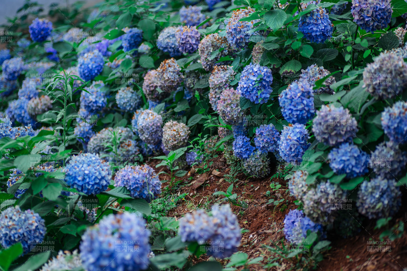 蓝紫色绣球花丛盛开图片