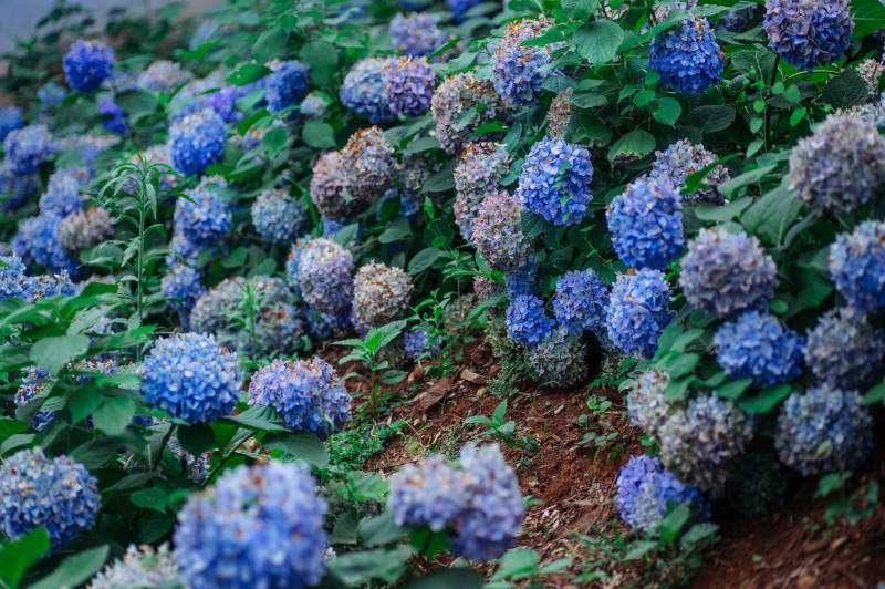 蓝紫色绣球花丛盛开图片