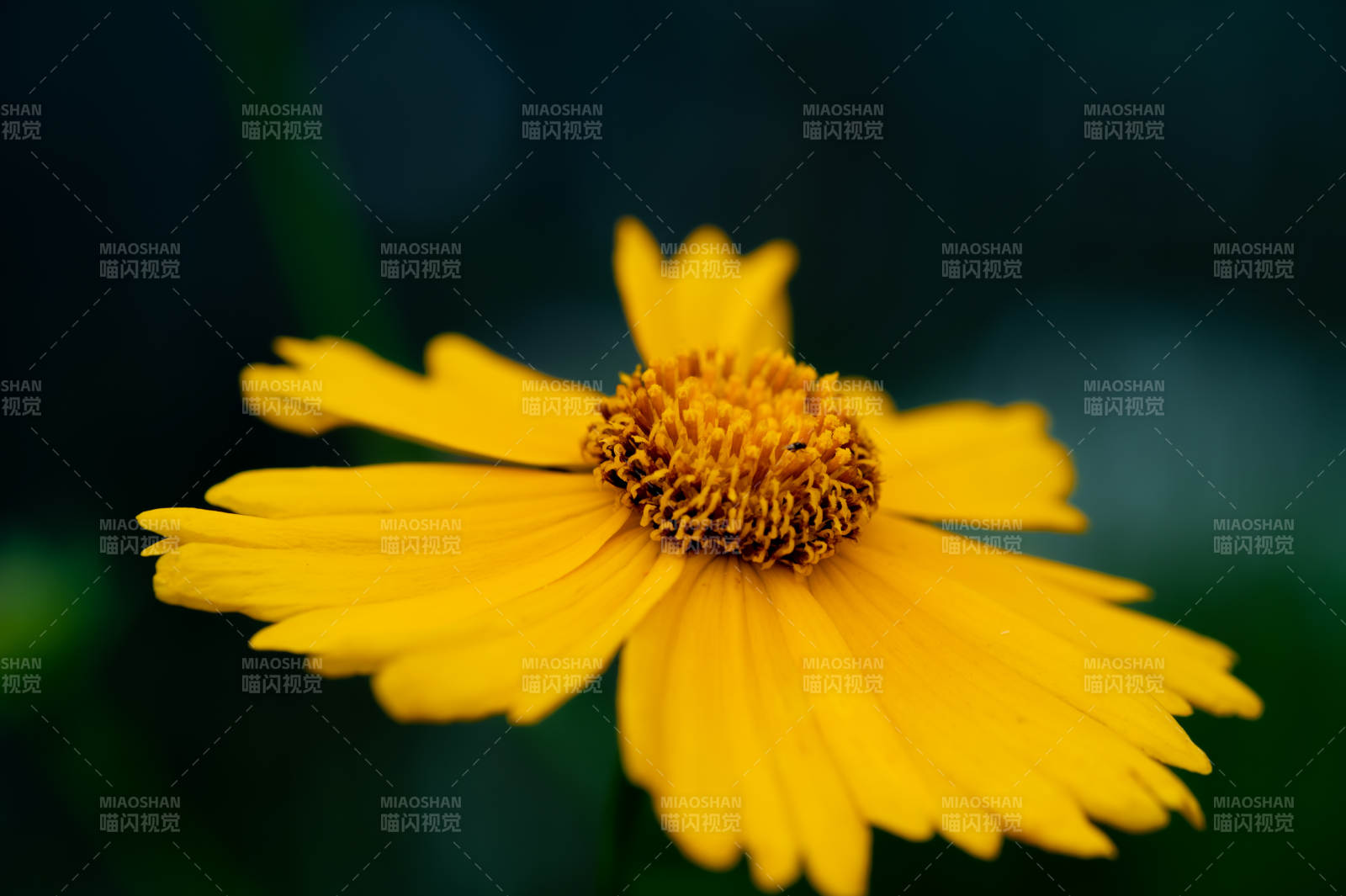 绽放的黄色小花图片