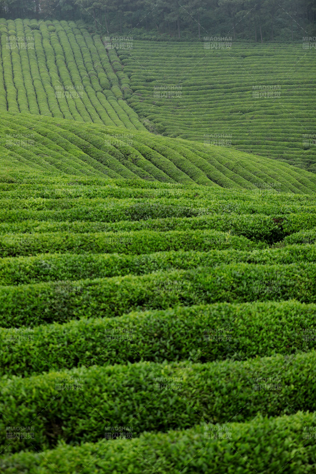 翠绿茶园 层层叠叠图片