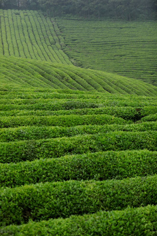 翠绿茶园 层层叠叠图片