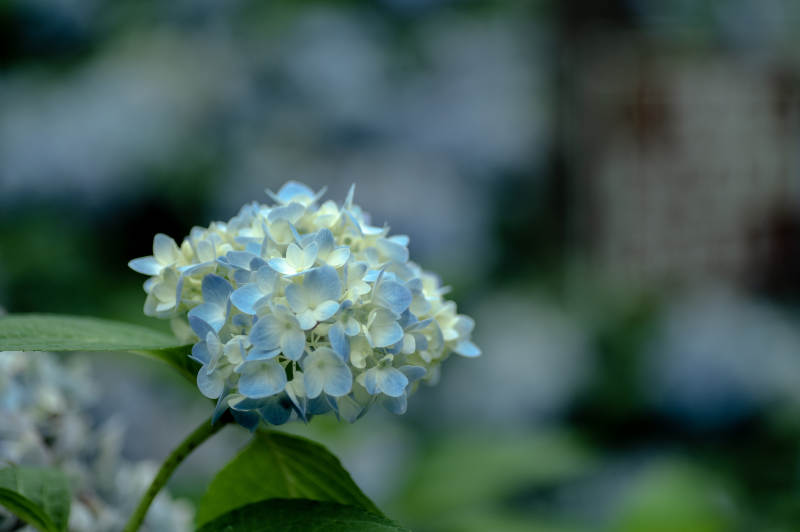 淡雅蓝白绣球花图片
