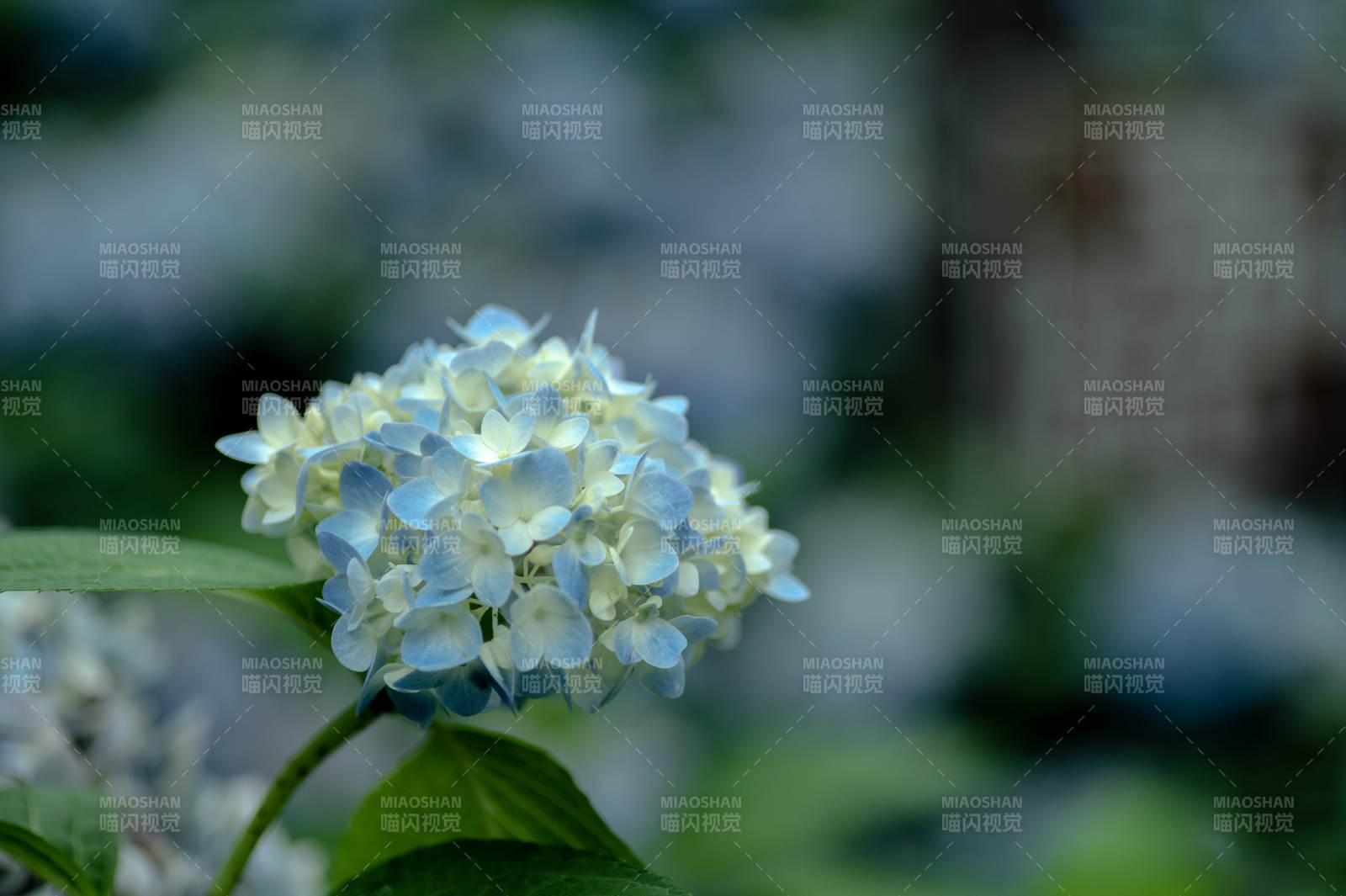 淡雅蓝白绣球花图片