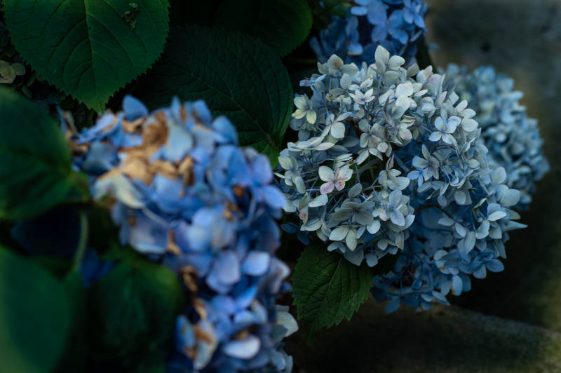 蓝紫色绣球花的静谧美图片