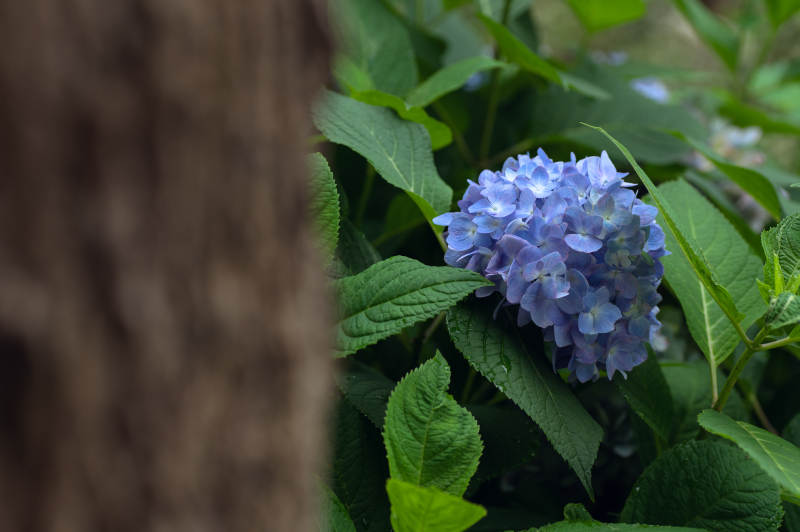 蓝紫色绣球花与绿叶相伴图片