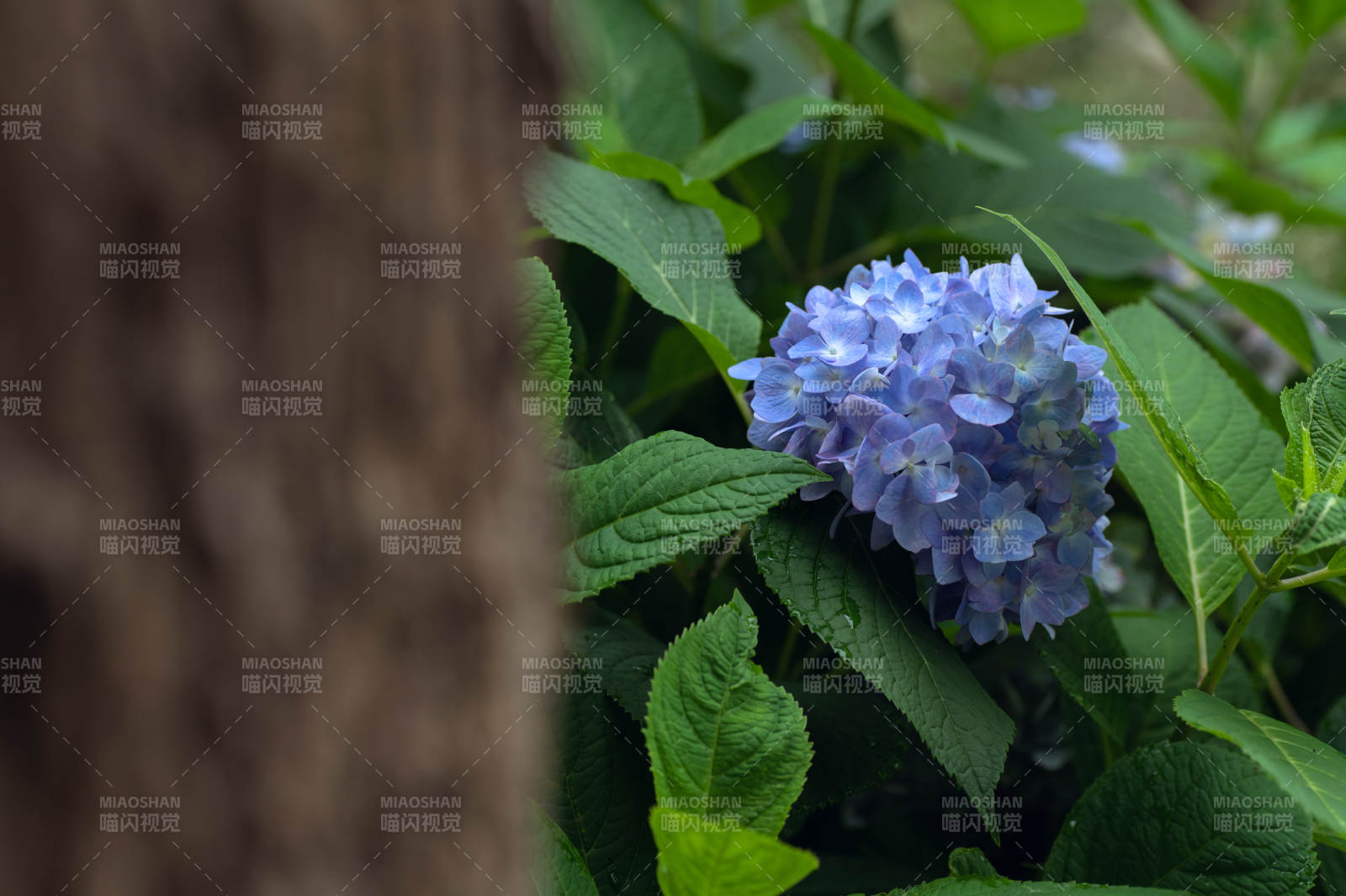 蓝紫色绣球花与绿叶相伴图片