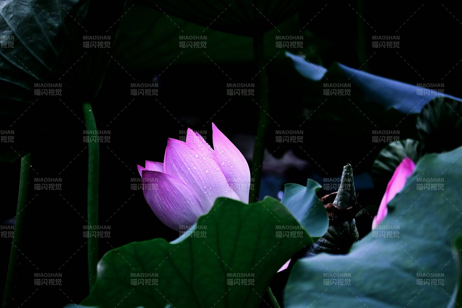 静谧荷塘 粉莲绽放图片