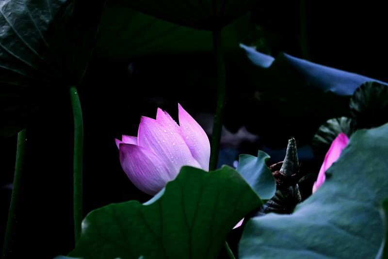 静谧荷塘 粉莲绽放图片