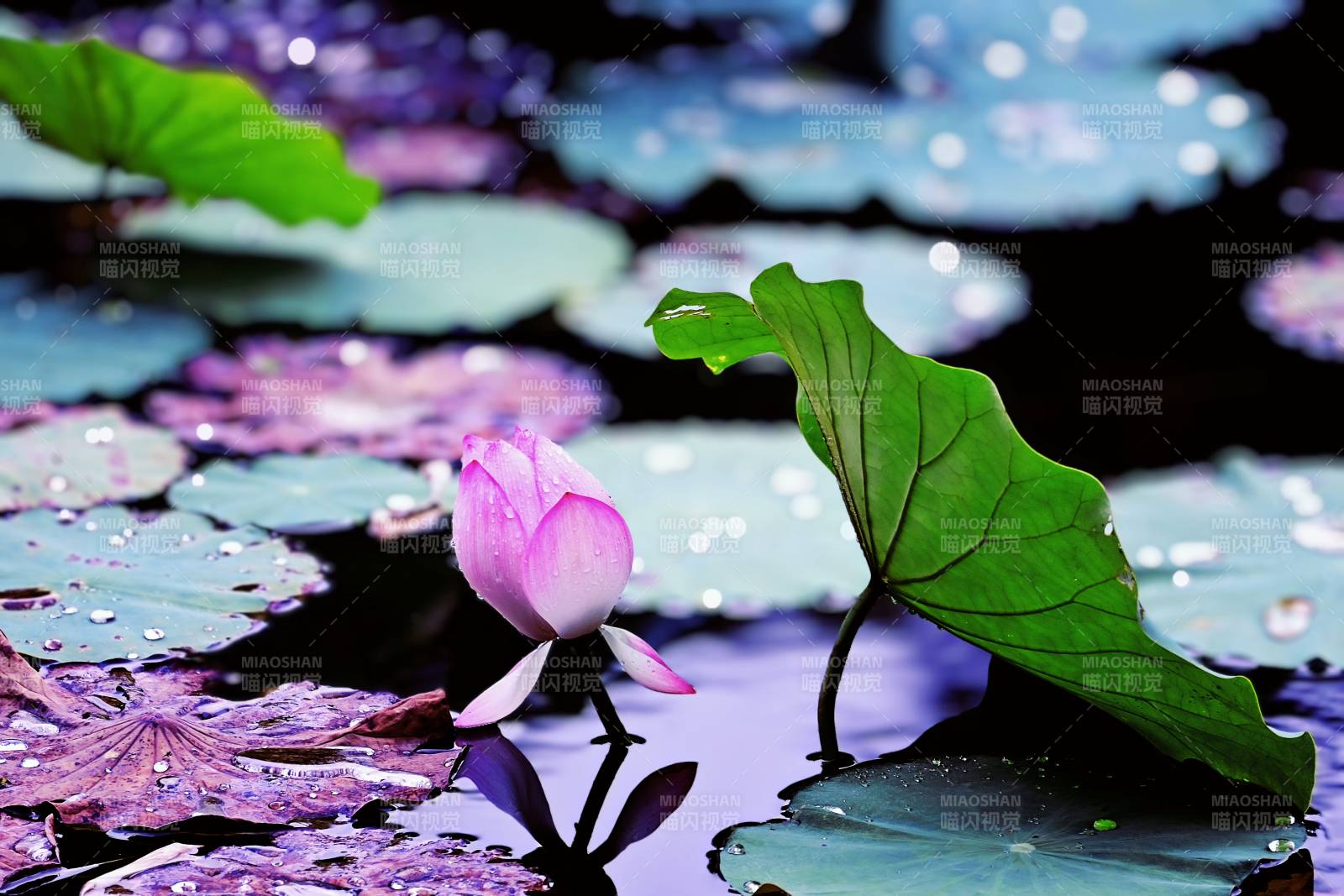 池塘中的莲花与荷叶图片