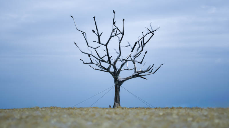 阴天下孤树枯枝图片