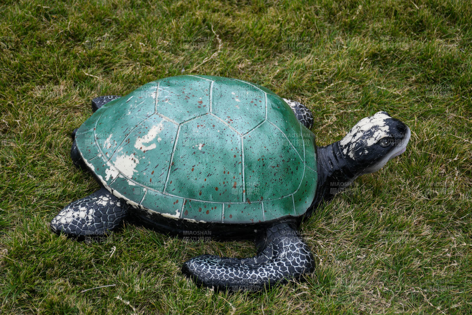 绿壳乌龟草地漫步图片