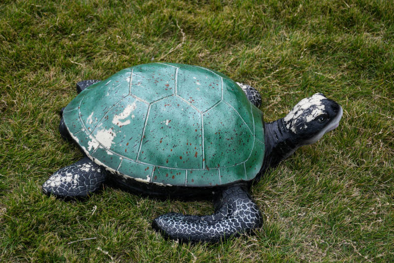 绿壳乌龟草地漫步图片