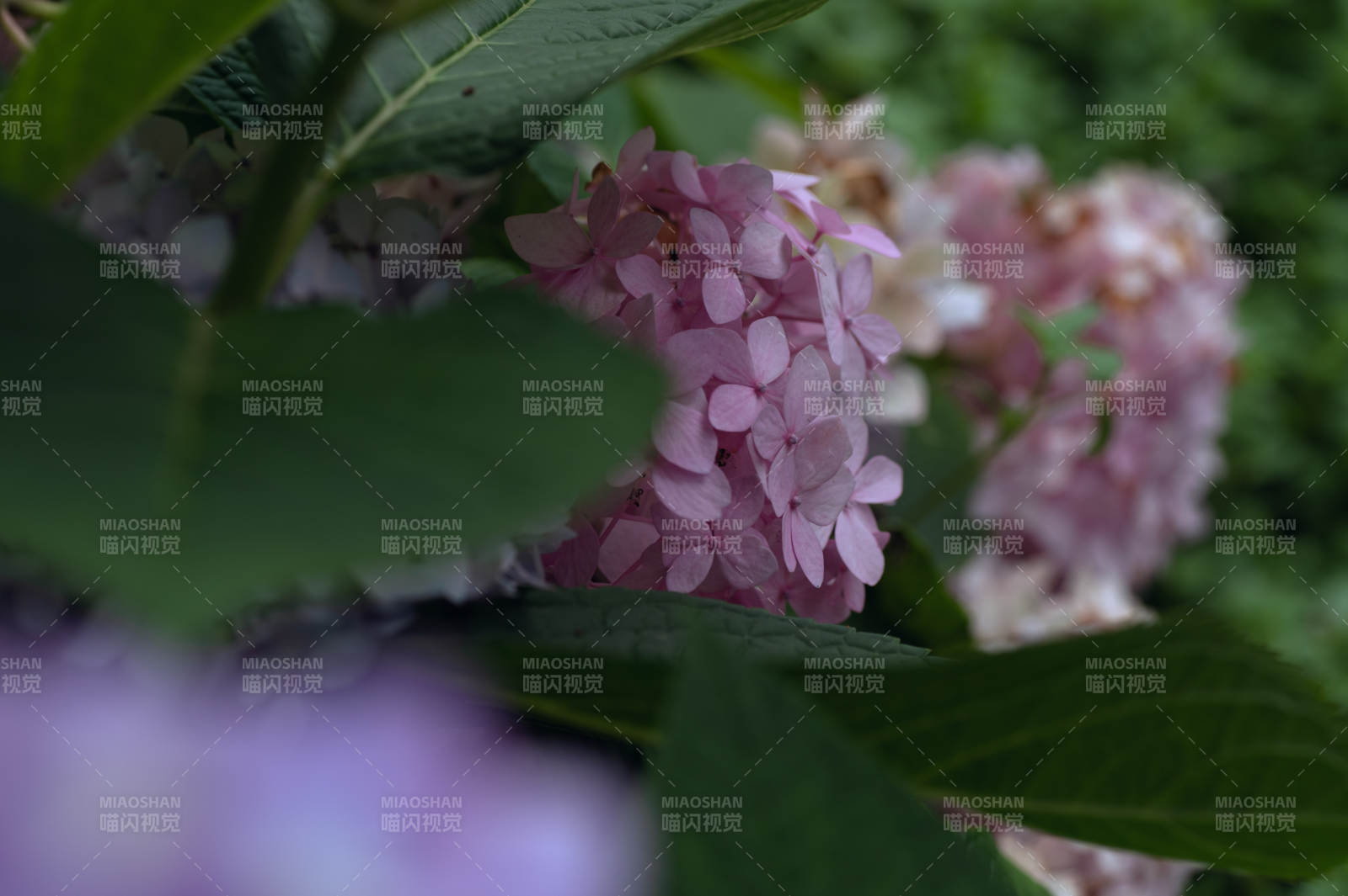粉色绣球花的静谧之美图片