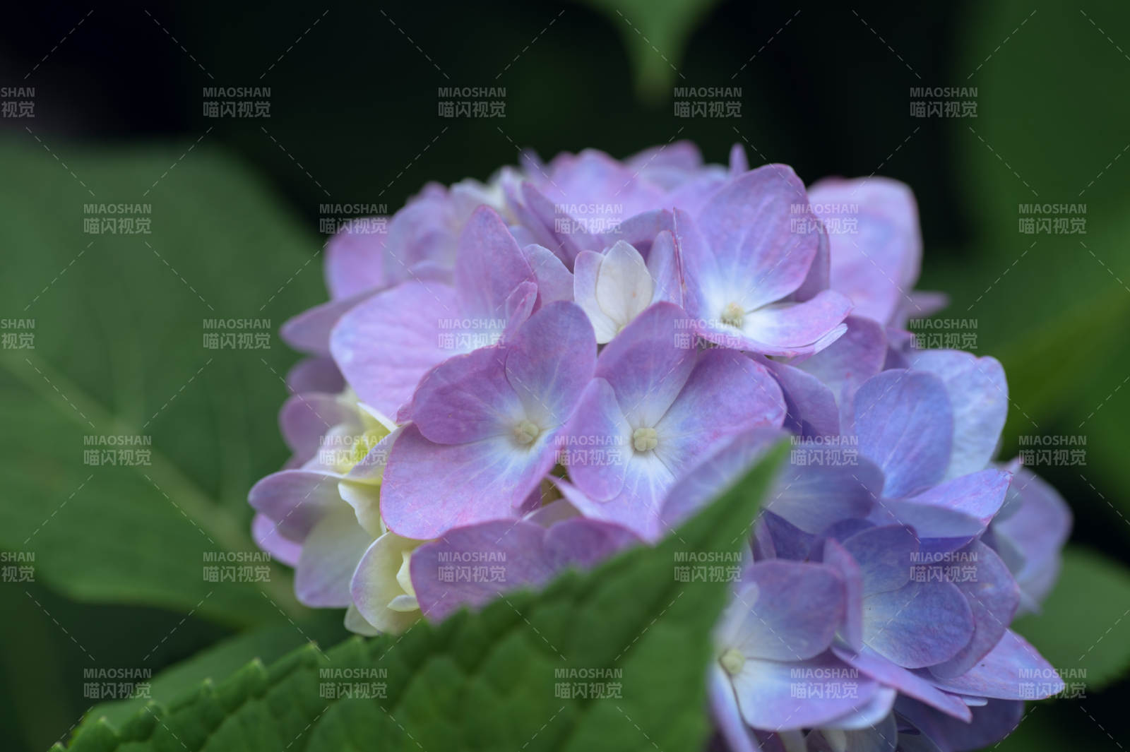 紫色绣球花的美丽瞬间图片