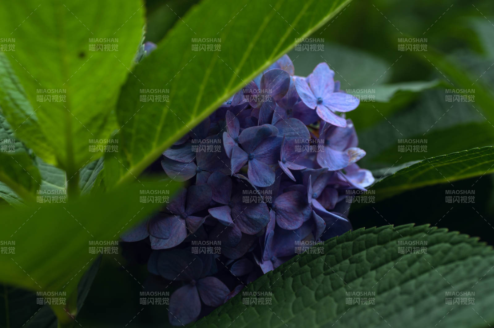 紫绣球花在绿叶间绽放图片