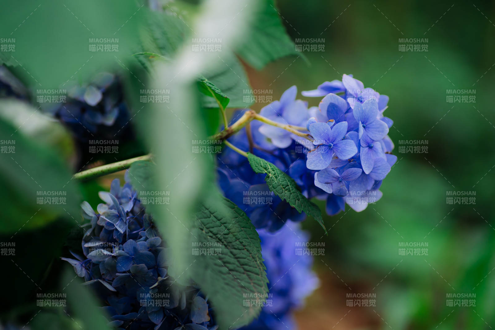 蓝紫色绣球花与绿叶相伴图片