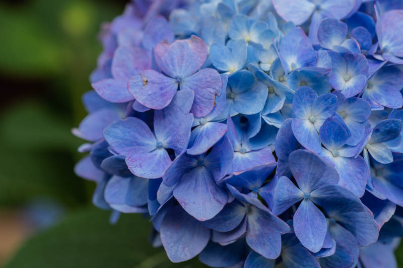 蓝色绣球花的美丽瞬间图片