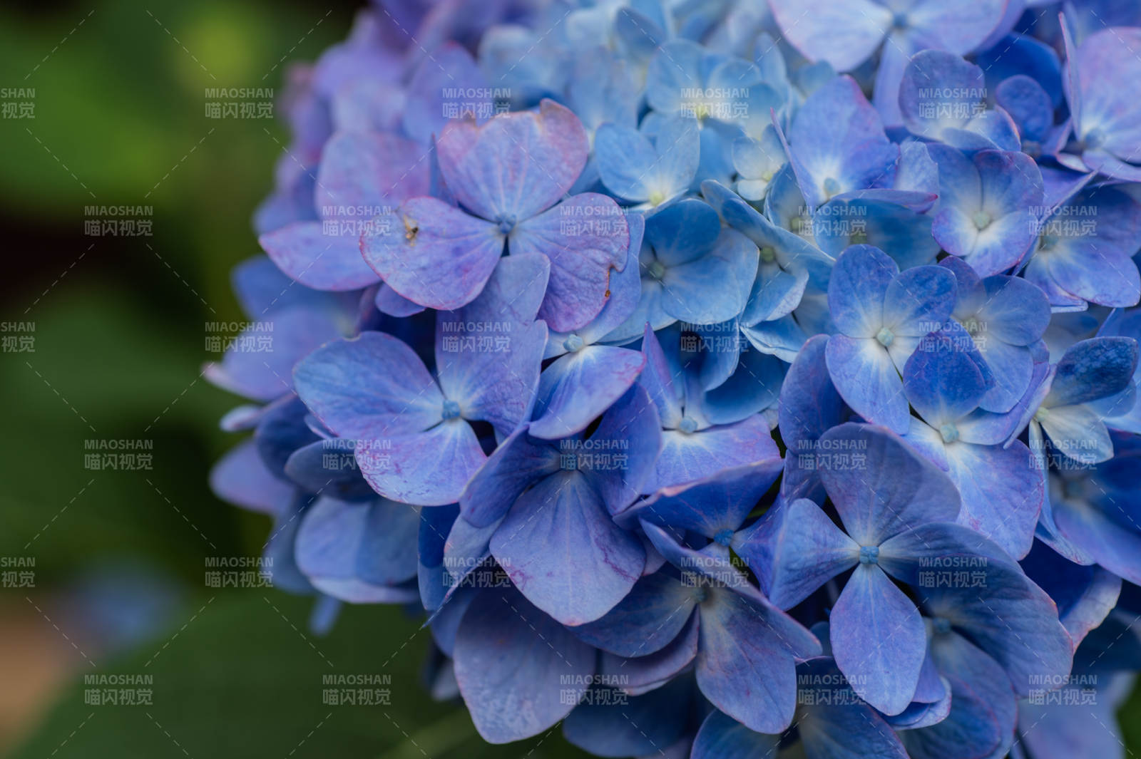 蓝色绣球花的美丽瞬间图片