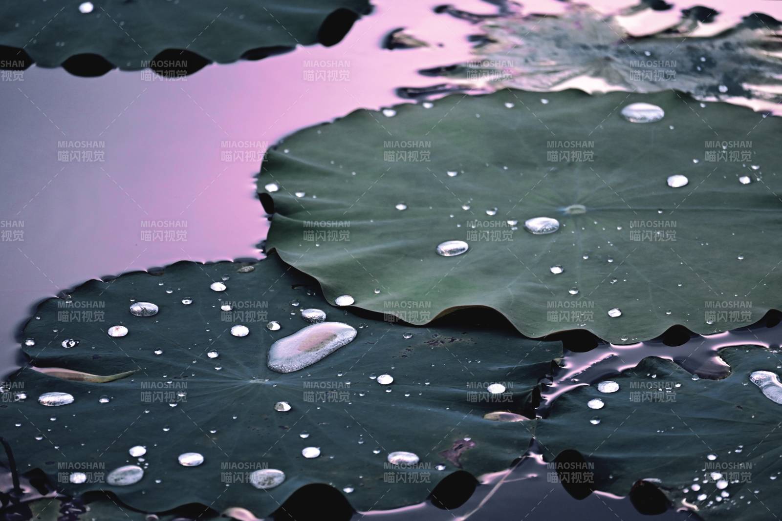 荷叶上的水珠图片