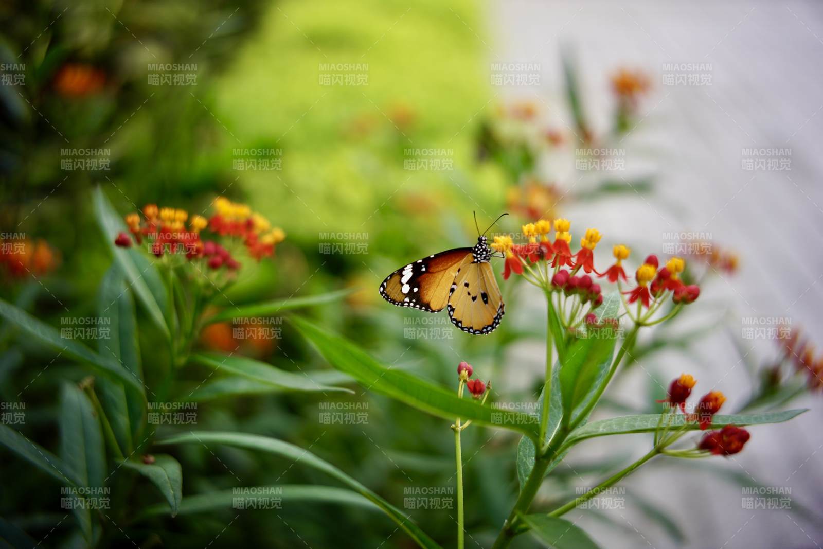 蝴蝶停驻花间 静谧美好图片