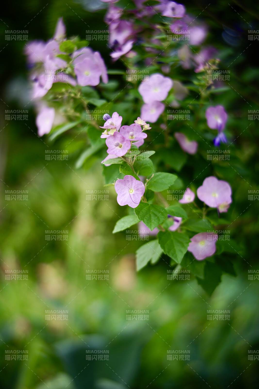 紫色小花与绿叶相伴图片