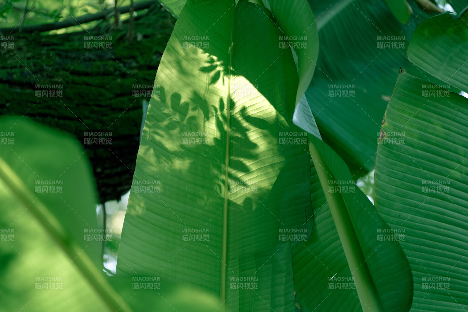 绿叶光影交错之美图片