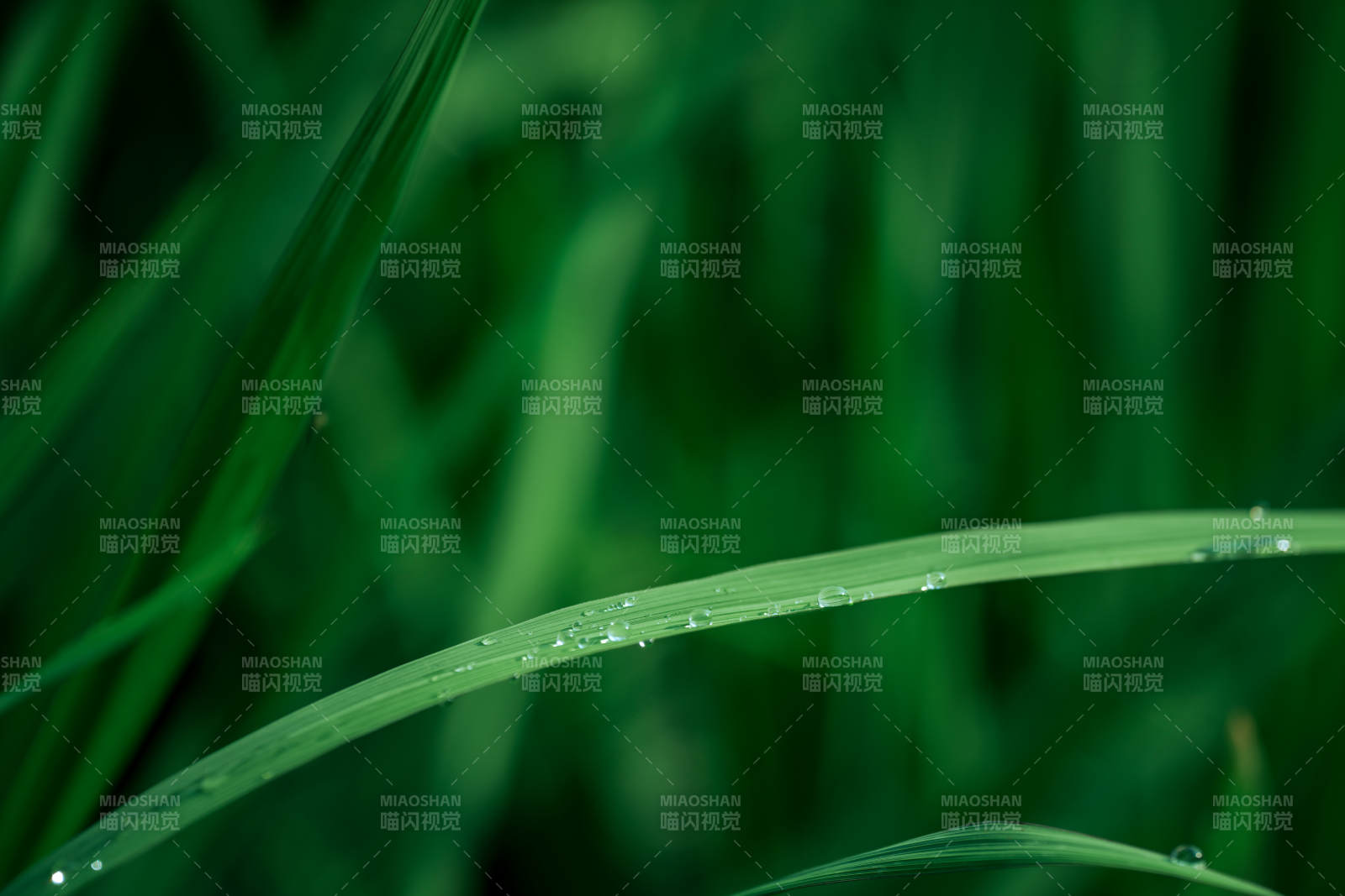 晨露滴草尖 绿意盎然图片