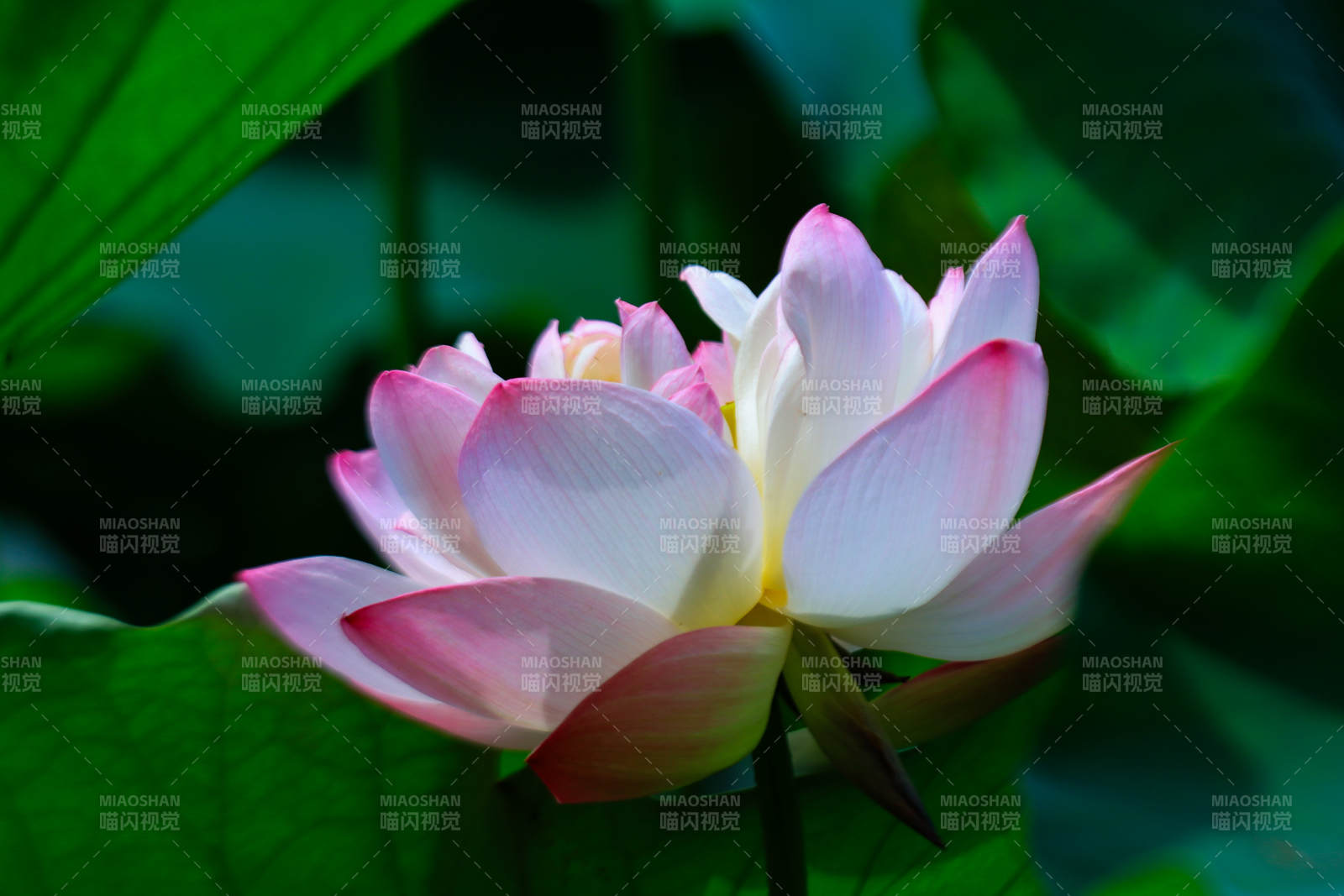 粉白莲花静谧绽放图片